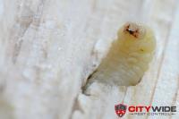 City Wide Pest Control Perth image 2